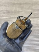 縮圖 5