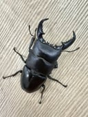 縮圖 7