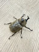 縮圖 8