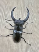 縮圖 2