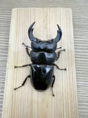 縮圖 6