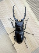 縮圖 7