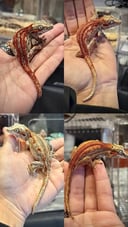 縮圖 1