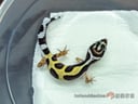 縮圖 4