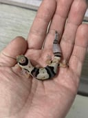 縮圖 5