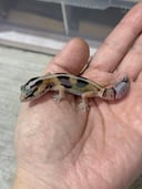縮圖 6