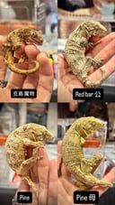 縮圖 8