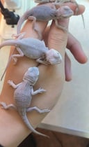 縮圖 9