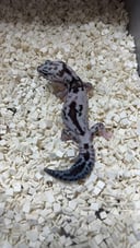 縮圖 4