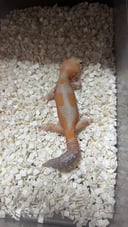 縮圖 6