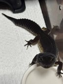 縮圖 9
