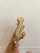 縮圖 10