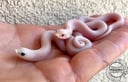 縮圖 2