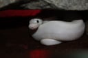 縮圖 1