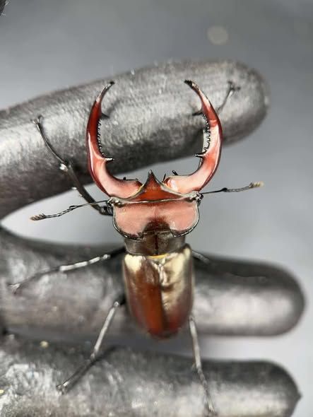 長戟大兜蟲 DHH 公蟲 155mm