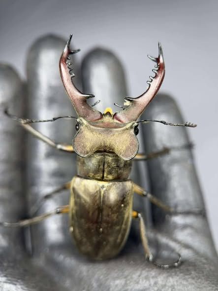 南洋大兜蟲 CCC 幼蟲 L3