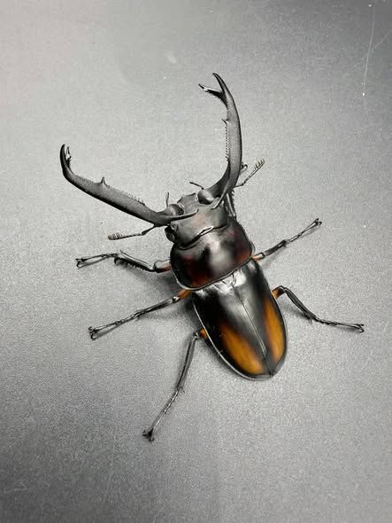 扁鍬形蟲 巴拉望 公蟲 102mm