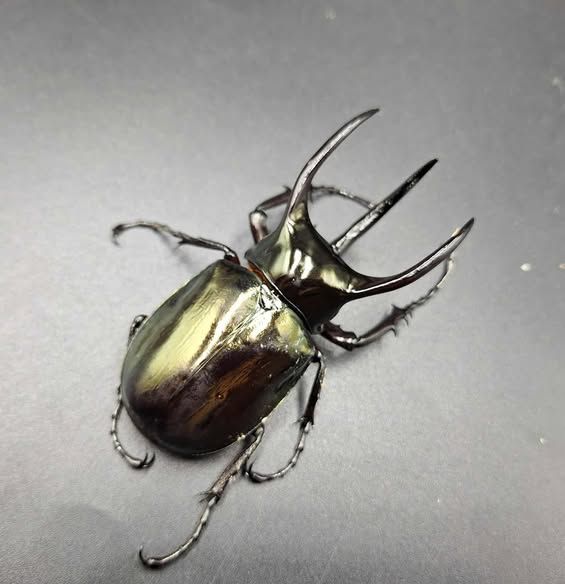 台灣獨角仙 成對