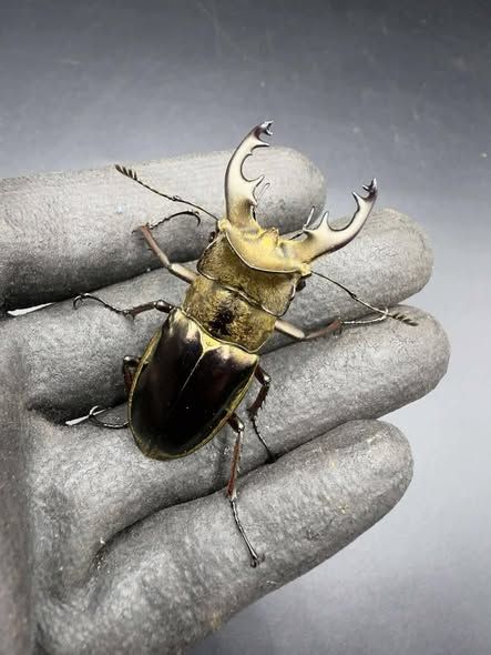 鬼豔鍬形蟲 幼蟲 L2