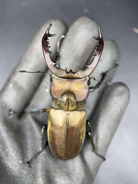 彩虹鍬形蟲 成對 65mm/42mm