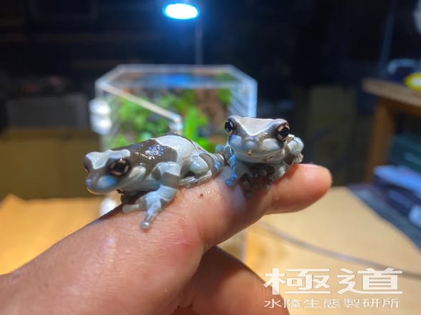 豹紋守宮 高黃 幼體