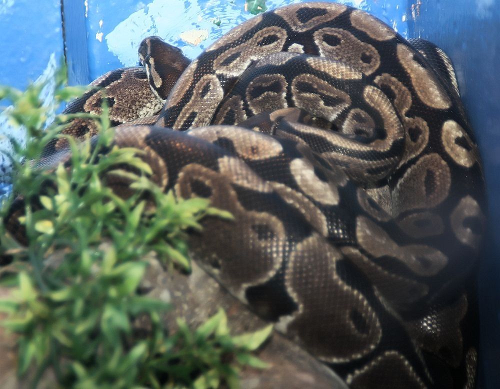 Albino Pied 公 2025CB
