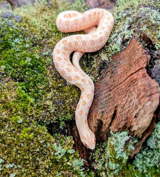 Pastel Pied 母 2025CB