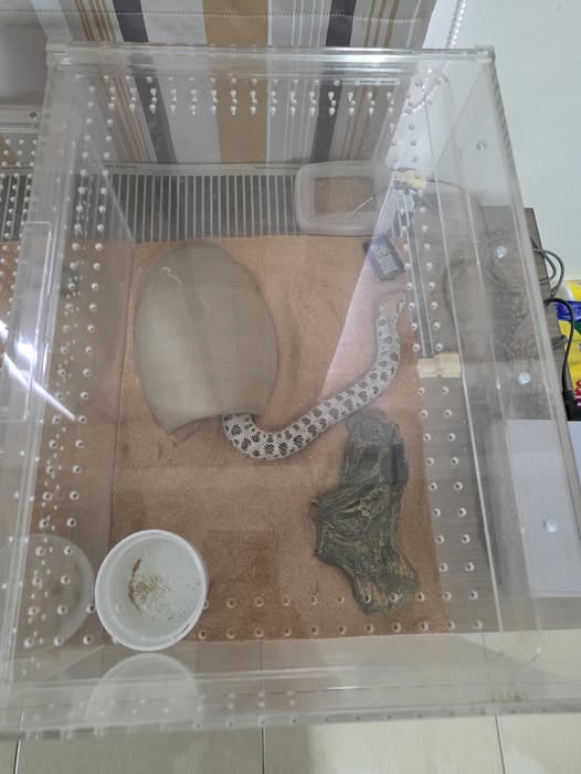 Blue Eyed Leucistic 母 2025CB