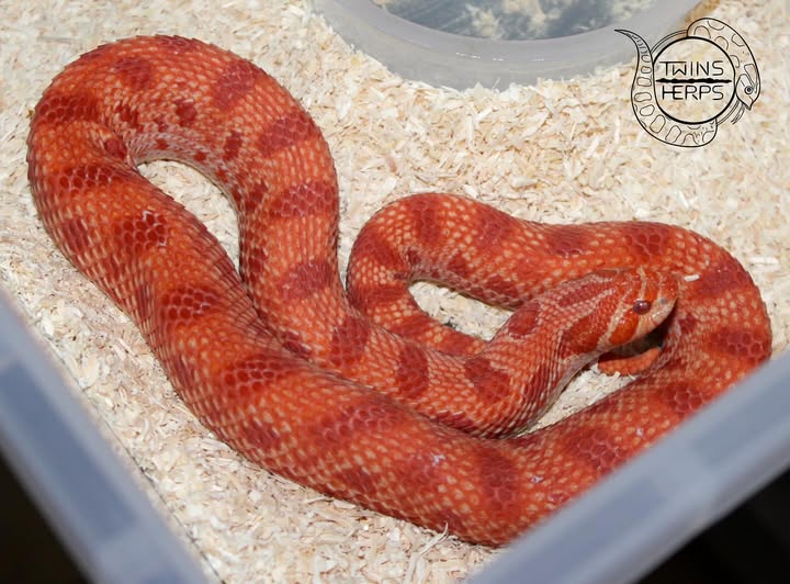 GHI Mojave 公 2024CB