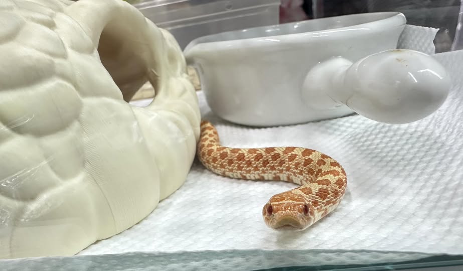 Enchi Fire 母 2025CB