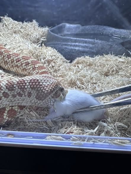 Albino Pinstripe 公 2025CB